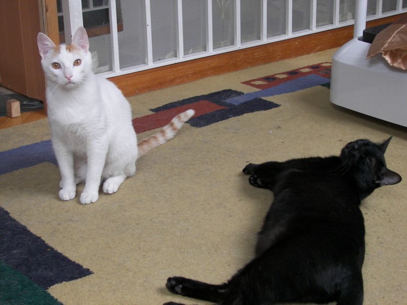 Epi y Blas, la triste historia del abandono de estos dos gatos. Madrid Asoc. GATA Epiybl10