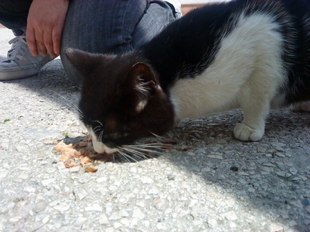 Acogida urgente para dos gatas y sus bebés.Acogidos Herida12