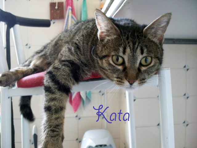 Kata, preciosa gatita atigrada en adopcin. Madrid Kata212