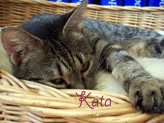 Kata, preciosa gatita atigrada en adopcin. Madrid Kata710