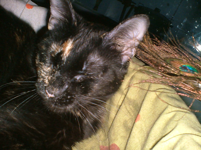*Lucile (2009 aprox.), gata que fue abandonada en colonia, los otros gatos la pegaban. Madrid  (PE) Lucill16