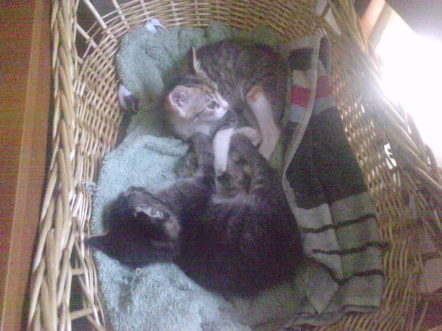 Filtho y Maya, dos gatitos que buscan papás. Madrid GATA Maya210