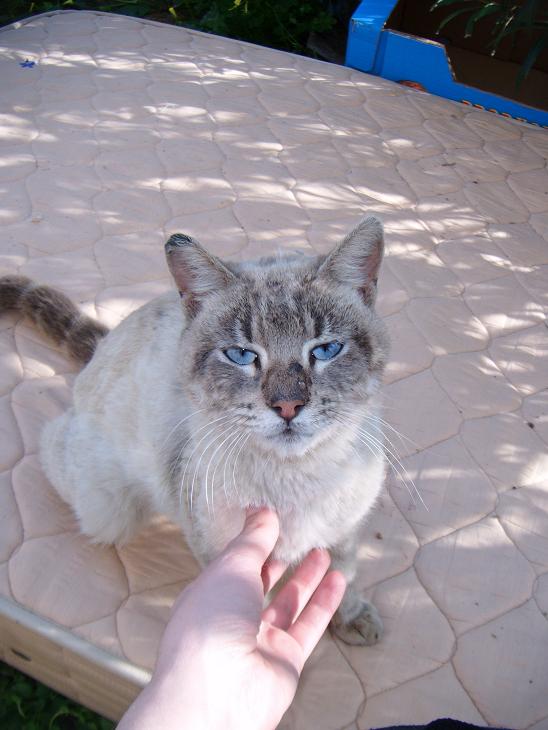 Michel,  gato casero cariñoso y asustado en la calle.Sevilla Michel10