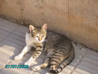 Mura, gatito bonachón, malvive en las calles de Valencia URGE Mura11