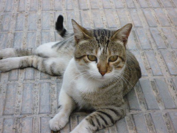 Mura, gatito bonachón, malvive en las calles de Valencia URGE Mura610