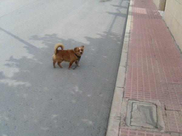 Gatito siamés y dos perritos minis en la calle. Murcia URGE Murcia17