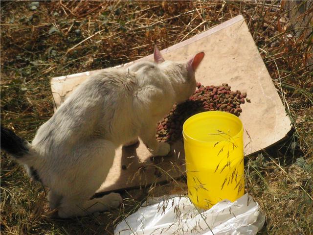 Pequeñín, gatito famélico y asustado en la calle. Murcia Murcia22