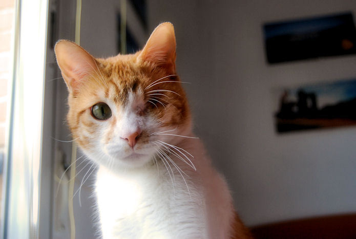 Soy Nando, un precioso gato.Malvivia en la calle y he perdido un ojo.Madrid GATA Nando112