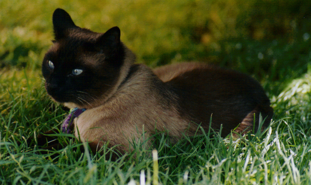 Petri, siamés de 10 años.LLega un bebé y el gato  sobra. Madrid Petri310