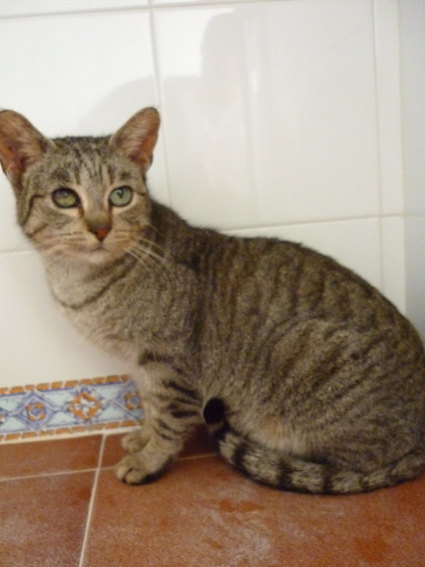 Gilbert, gato casi ciego y otros 20 gatos deshauciados En la calle.Cádiz Rupert11