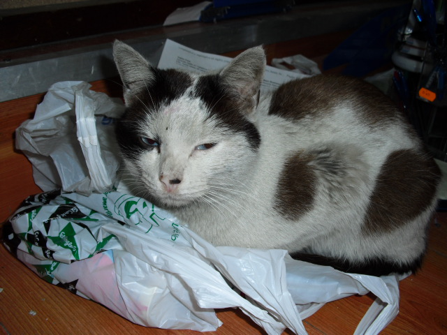 Simi, gato abandonado en navidades.No sabe vivir en la calle Badajoz Siames10