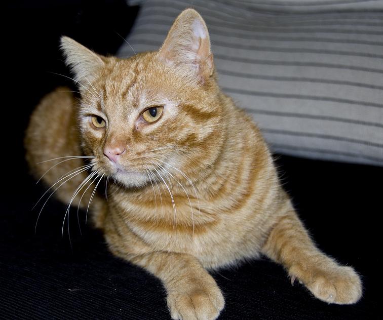 Silvestre,gatito `precioso  sus dueños se van y él a la calle. Sevilla Silves12