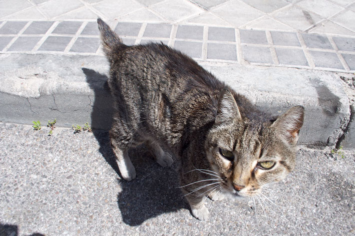 Sume, gata abandonada y herida en la calle. Madrid URGENTEEE Sume10