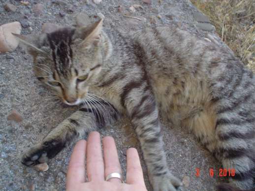 Ratilla, gatito abandonado sin piedad. Badajoz URGE ACOGIDA Tate110