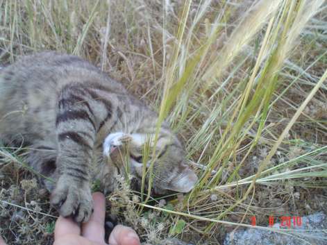 Ratilla, gatito abandonado sin piedad. Badajoz URGE ACOGIDA Tate410