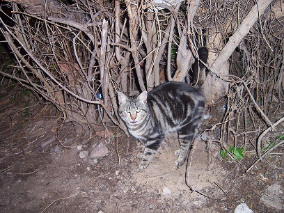 Adoptado -- Tigre, gato mimoso y bonachón.No merece vivir en la calle Valencia Tigre110