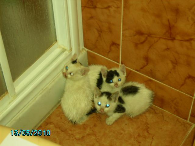 3 gatitos recogidos junto al cadver de su mam. Valencia Valenc14