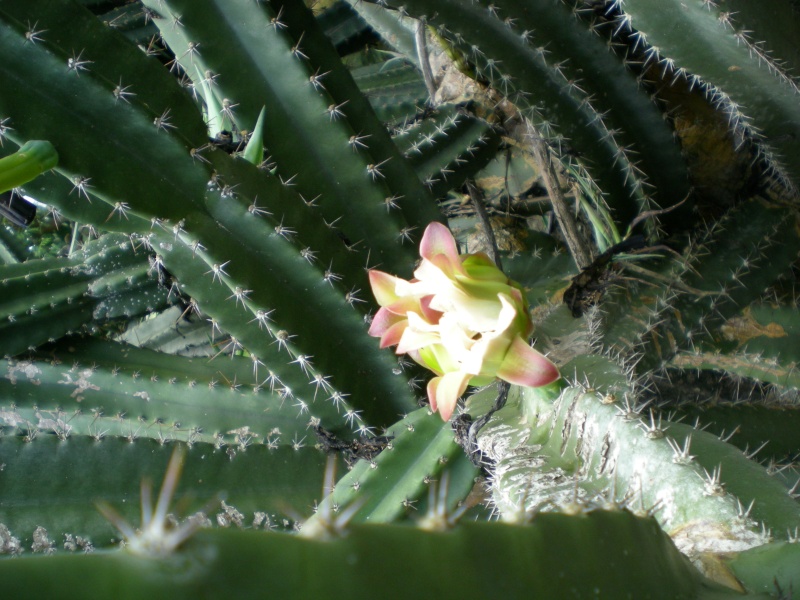 succulentes vues à la Réunion Reuni102