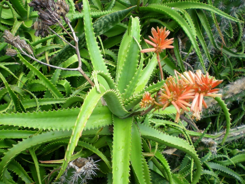 succulentes vues à la Réunion Reuni111