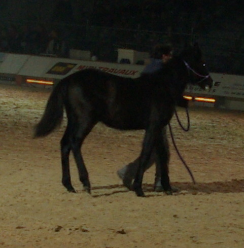 Salon du Cheval d'Avignon en janvier 2009 - Page 2 Imgp1412