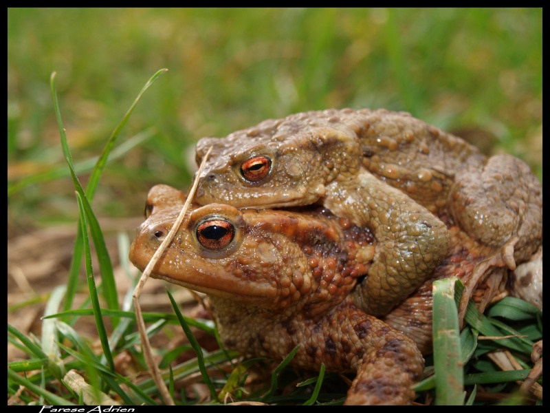 photos de reptiles et amphibiens de vos jardins - Page 9 Herpin14