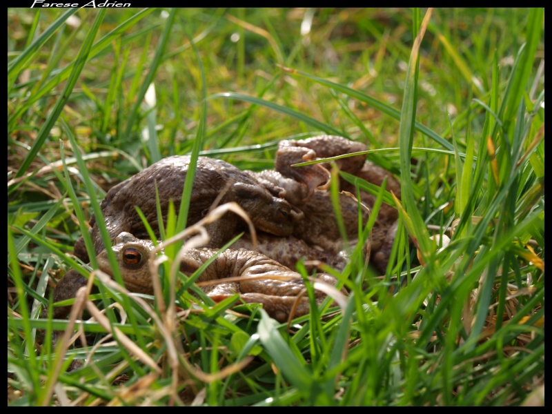 photos de reptiles et amphibiens de vos jardins - Page 9 Herpin17