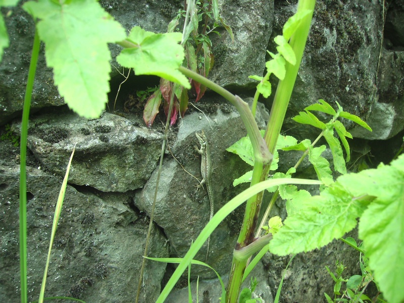 photos de reptiles et amphibiens de vos jardins - Page 7 Joie_p45