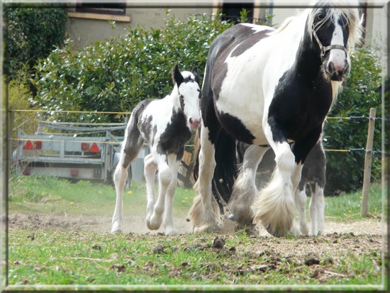 Pouliche Irish cob à vendre Alan12