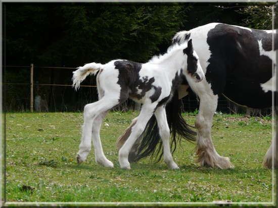 Pouliche Irish cob à vendre Alla12