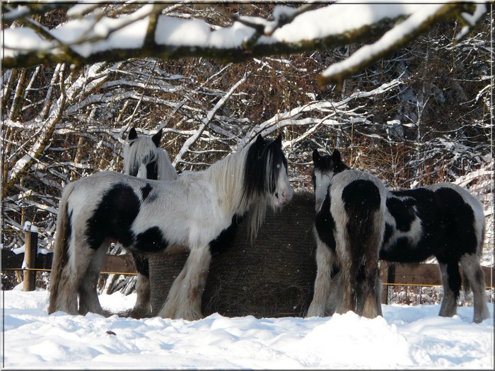 La petite troupe de la Corne du Bois les pieds dans la neige Copie_13