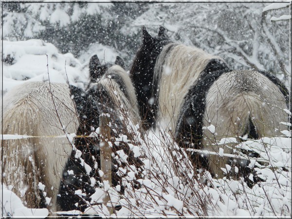 La petite troupe de la Corne du Bois les pieds dans la neige Neifg110