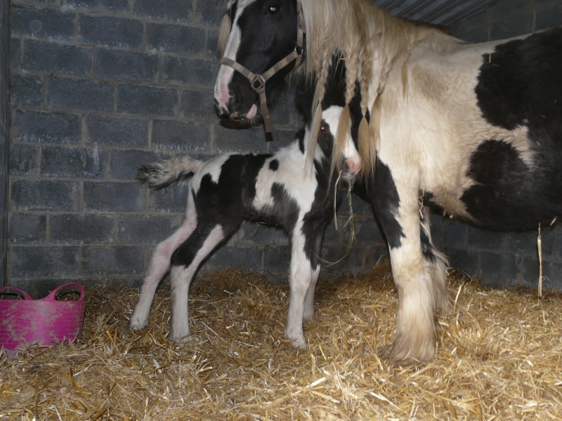 Irish cob a vendre P1020710