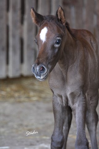 Studer Arabians Img_9319