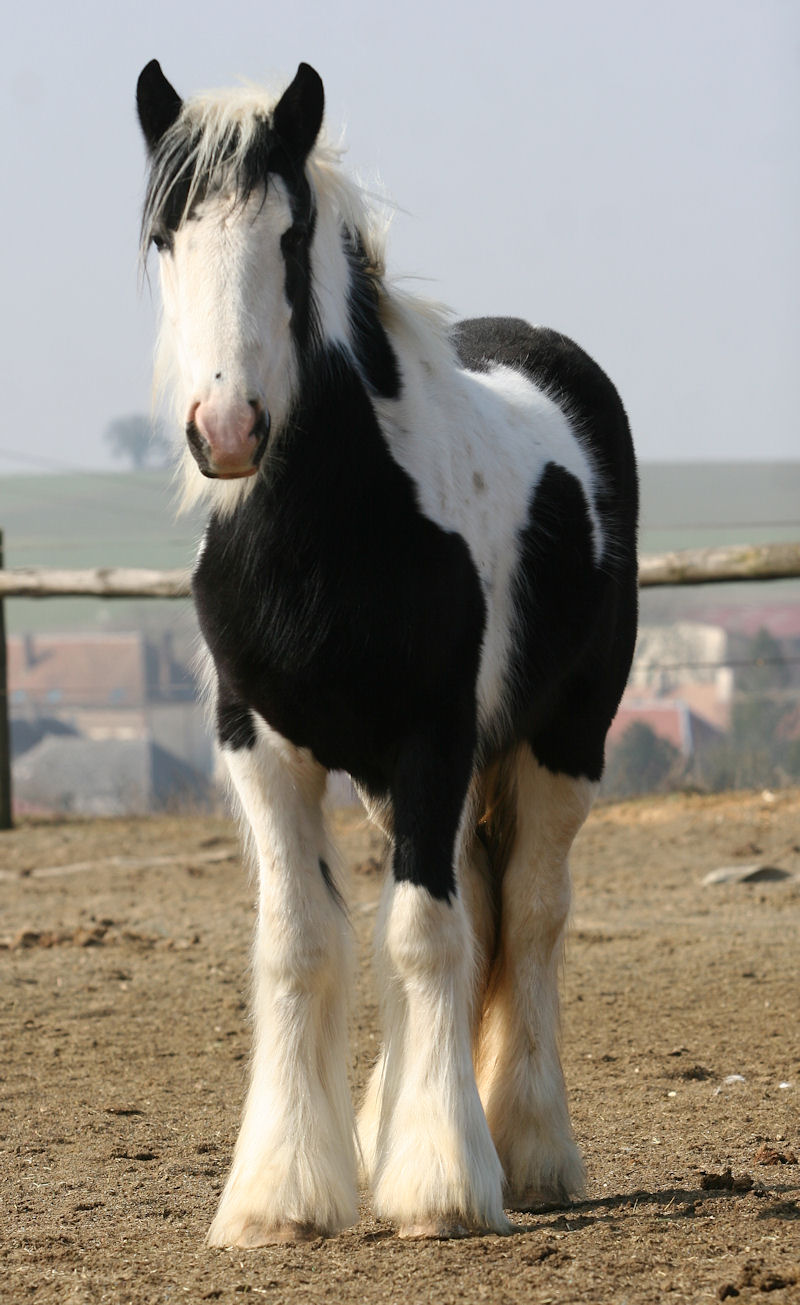 Lady Luck, fille de Chance, la grande classe !!! Goldwy75