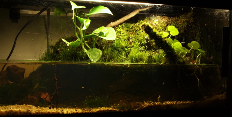 paludarium dans 54L Img_0618