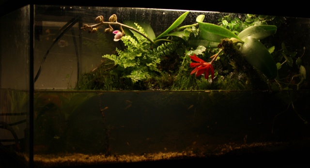 Paludarium dans 54L Img_0711