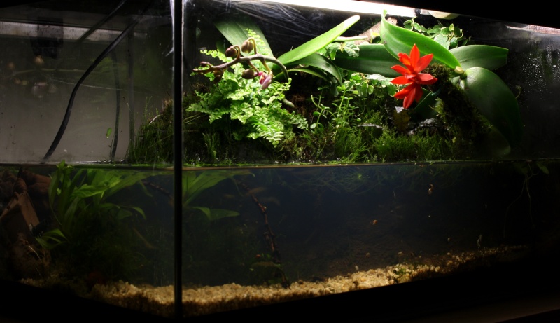 paludarium dans 54L Img_0715