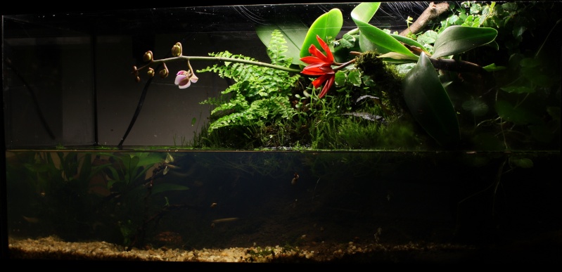 Paludarium dans 54L Img_0716