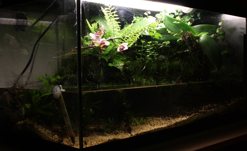 Paludarium dans 54L Img_0915