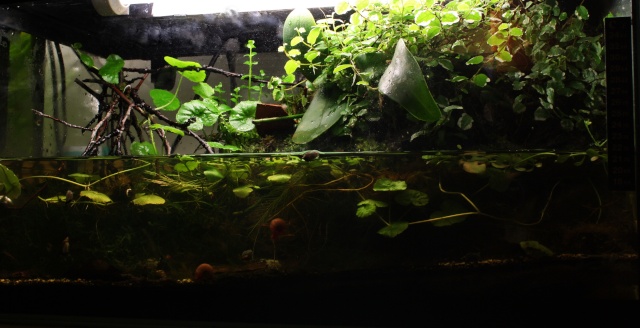 Paludarium  Img_2814