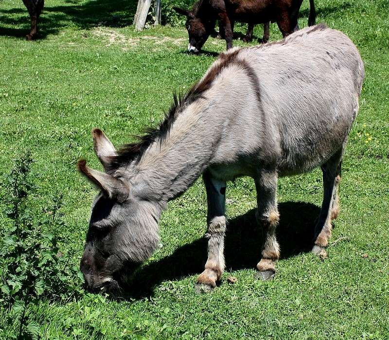 Animaux de la ferme Ane10