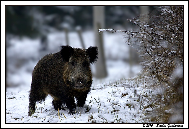 Attention devant.....Sanglier: + ajout 11-12. Img_4311