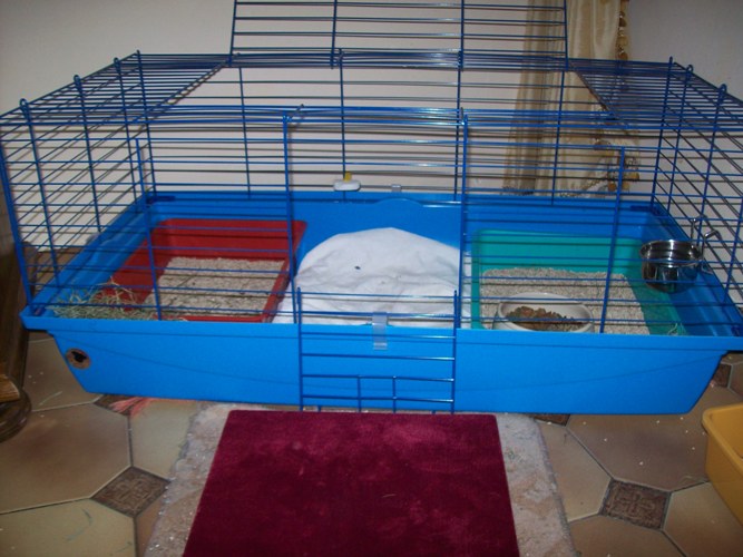 Habitation des lapins : exemples de cages, enclos ... - Page 9 101_3110