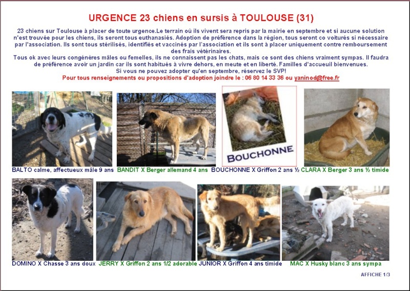 Un refuge exproprié : 23 chiens à sauver Image110