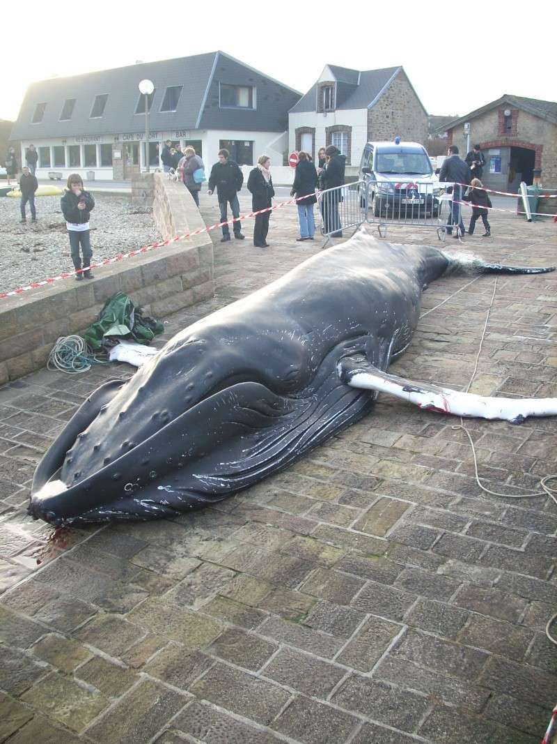 Un baleineau de 9m à Omonville la Rogue. Dscn1112