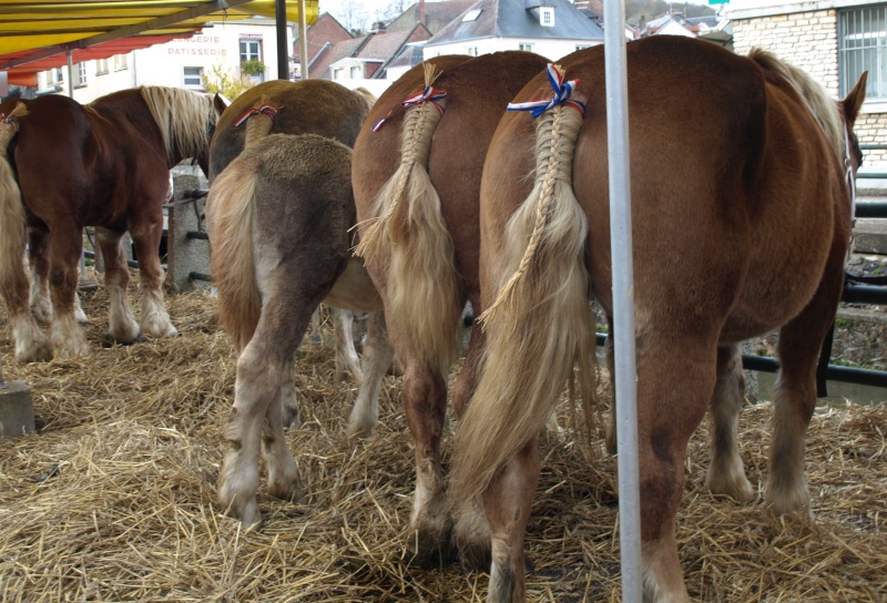 FOIRE SAINT MARTIN 2010 Pb104522