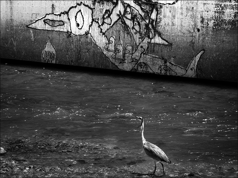 Photo du 21/06/2020 Heron_11