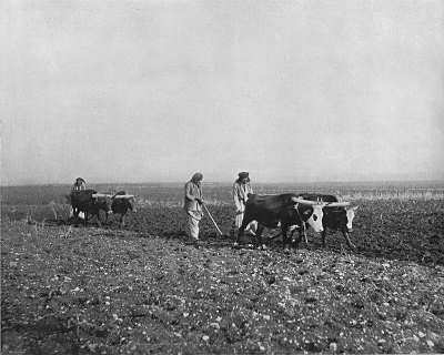 Fotos antiguas de agricultura en Tierra Santa 016_pl10