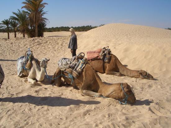Medios de transporte - Fotos Camel-10