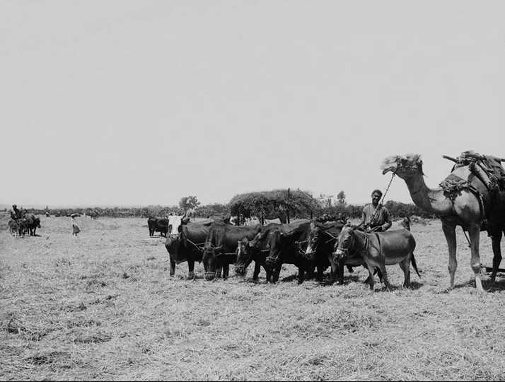 Fotos antiguas de agricultura en Tierra Santa Imagen25